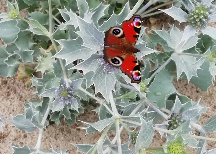 Bialka B Białogóra